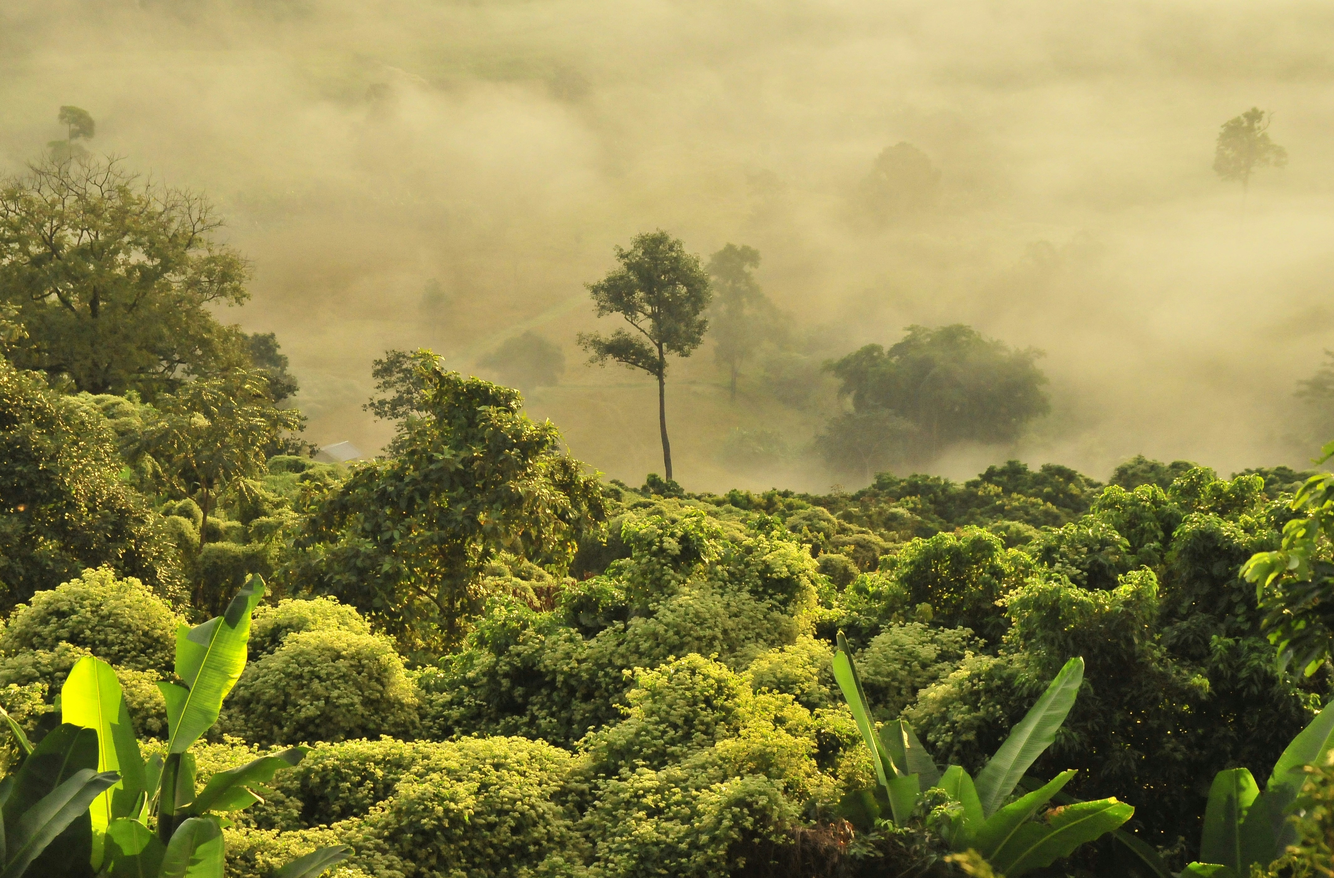 Taman Negara rainforest